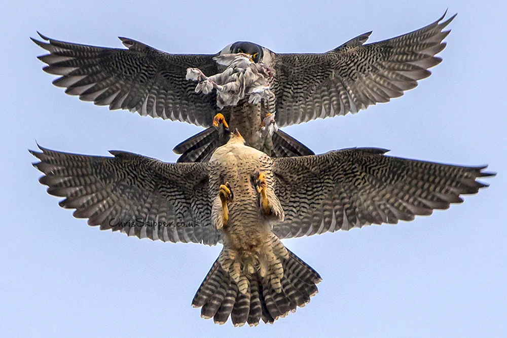 Wanderfalke Flügelspannweite
