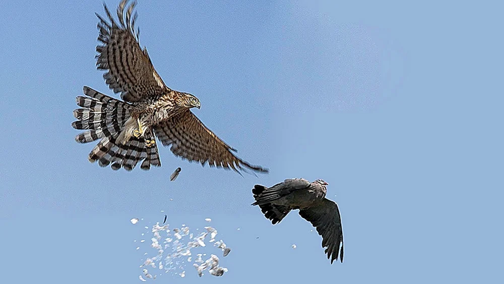 Vögel Adler Korshun Steinadler Falke Habicht Adler Korshun Habicht