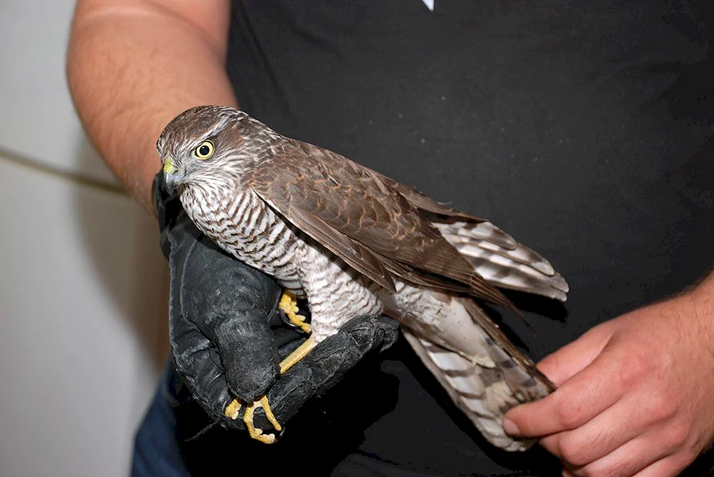 Vogel Wanderfalke HabichtWanderfalke Raubvögel Wanderfalke HabichtWanderfalke HabichtWanderfalke HabichtWanderfalke HabichtWanderfalke HabichtWanderfalke HabichtWanderfalke HabichtWanderfalke HabichtWanderfalke HabichtWanderfalke HabichtWanderfalke HabichtWanderfalke HabichtWanderfalke HabichtWanderfalke HabichtWanderfalke HabichtWanderfalke HabichtWanderfalke. тетеревятник Ястребиные