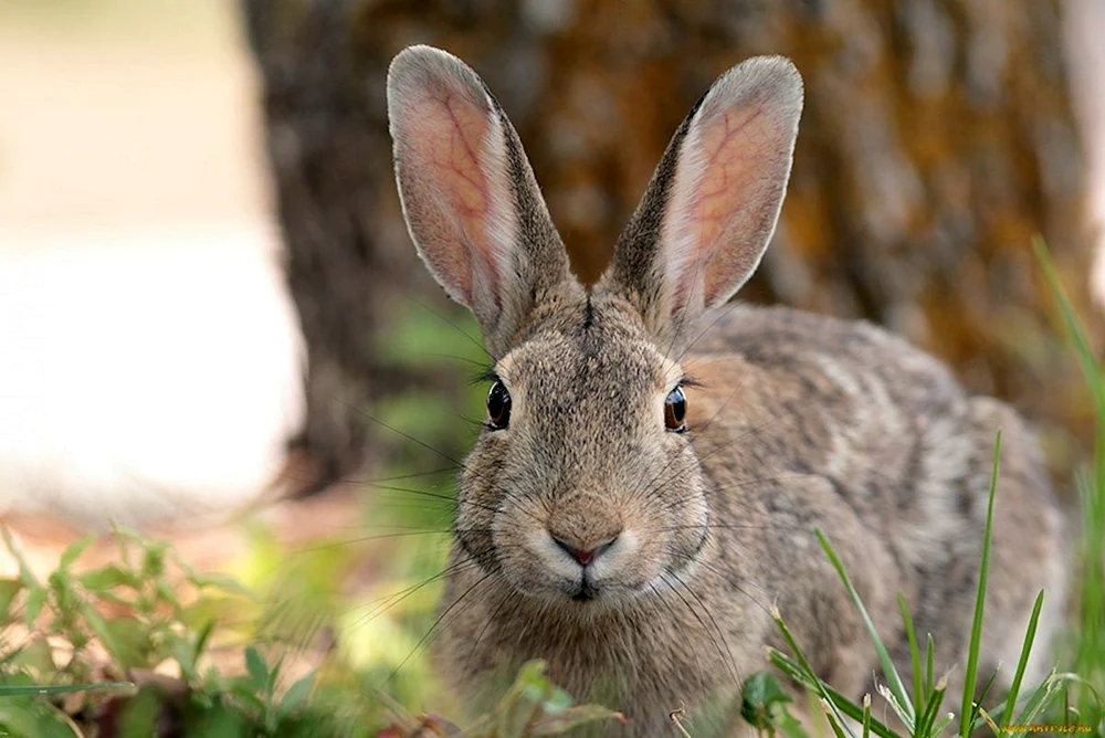 Iberischer Hase