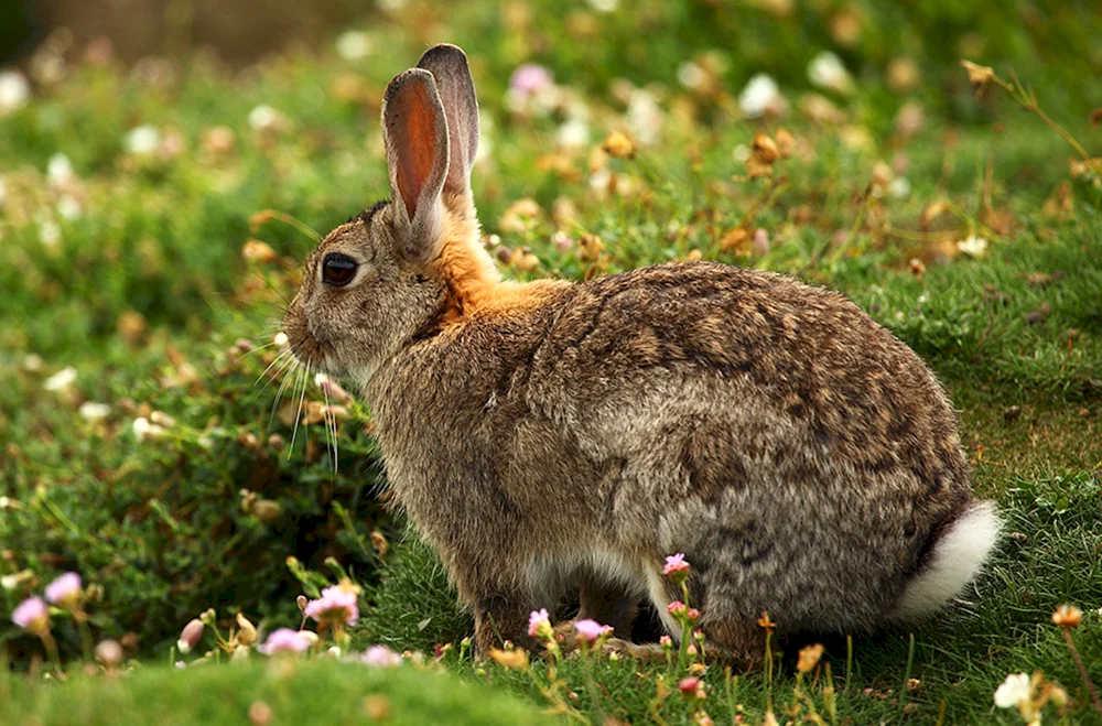Der iberische Hase von Portugal