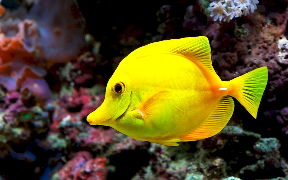 Gelbe Fische