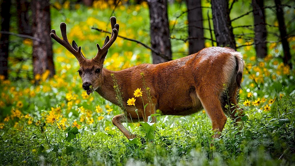Wildtiere