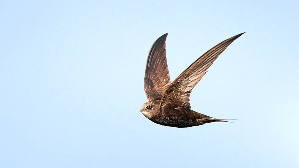 SeglervogelSegler-Küken Mauersegler-Küken Ababil Mauersegler-Küken Ababil Mauersegler-Küken Mauersegler-Küken Mauersegler-Küken - APUS APUS Mauersegler-Küken Mauersegler-Küken Mauersegler-Küken Mauersegler-Küken Mauersegler-Küken Mauersegler-Küken Mauersegler-Küken.