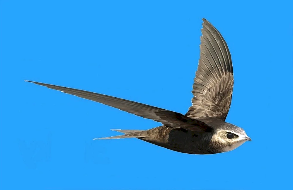 Mauersegler