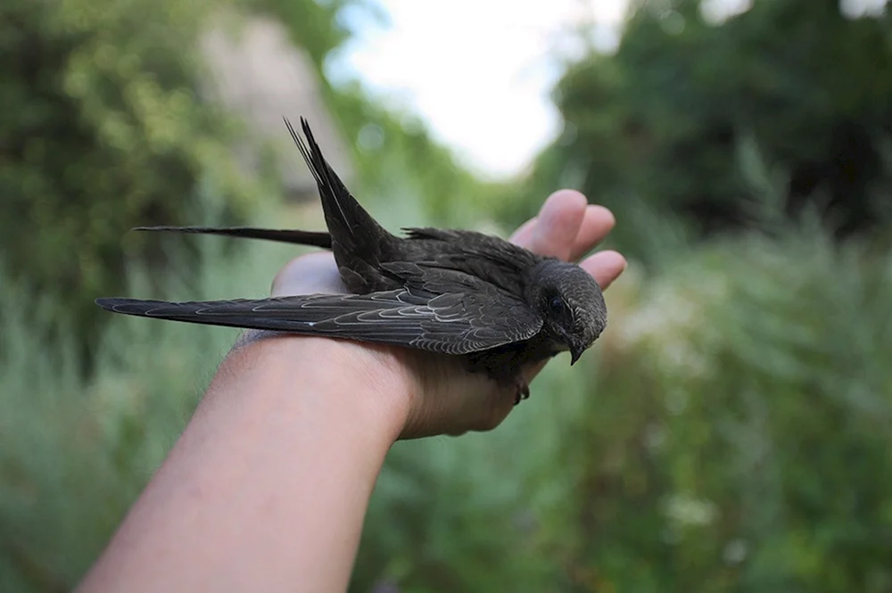 Vogel
