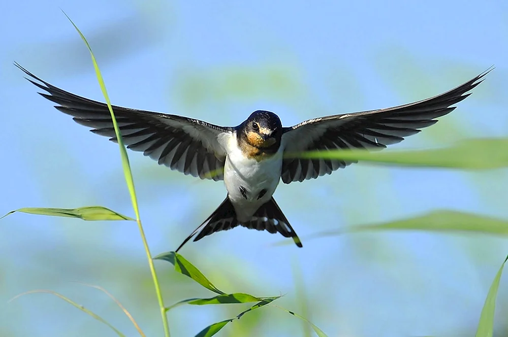 Schwalben fliegen