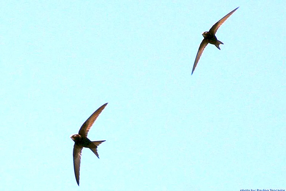 Schwalben Vögel am Himmel