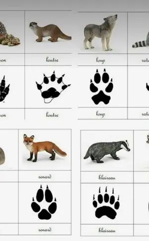 Spiel für Kinder, deren Fußabdrücke wilde Tiere sind