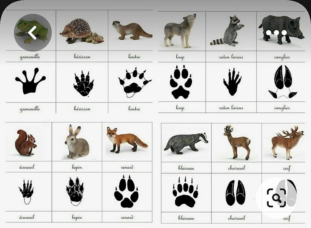 Spiel für Kinder, deren Fußabdrücke wilde Tiere sind
