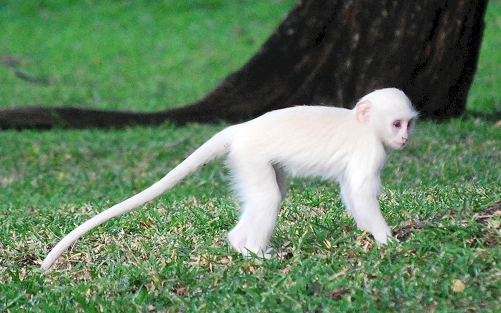 Gorilla albino