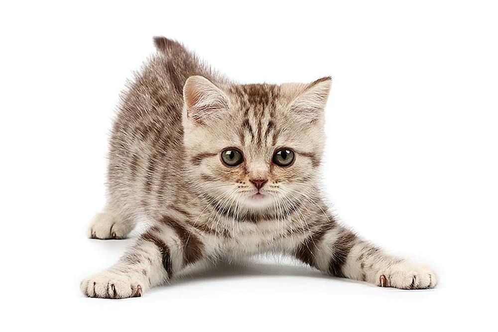 Mehrere Tiere