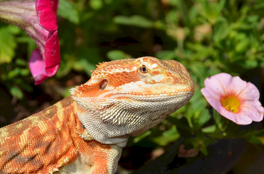 Iguana bärtiges Agama