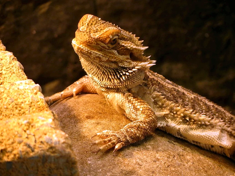 Bartagama-Leguan