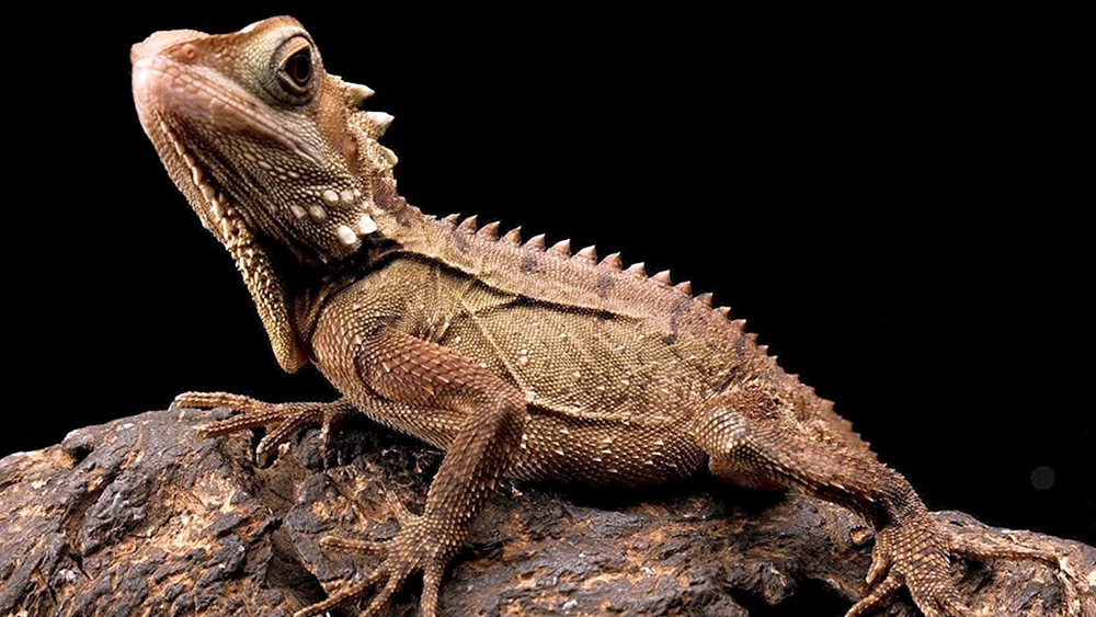 Gürtelschwanzechse. Gecko
