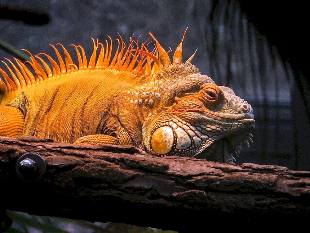 Armadillo-Gürtelschwanzechse