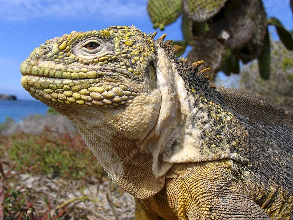 Komodo Varan