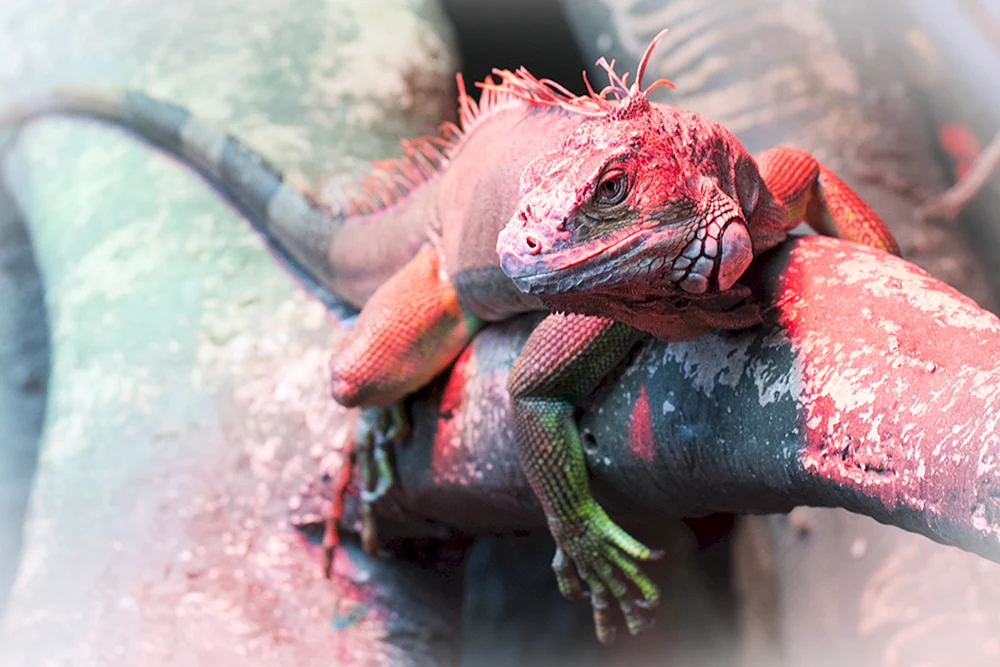 Iguana rot Iguana Iguana