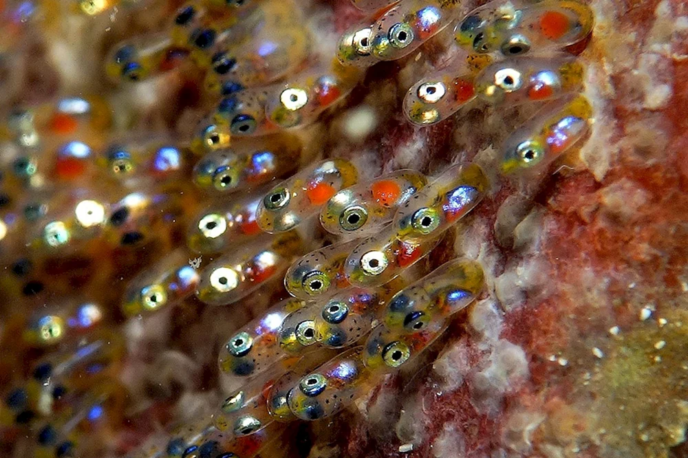Kleine Fische