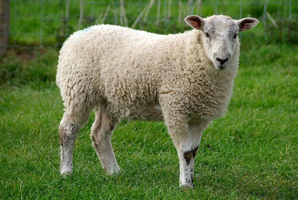 Baran und Lamm