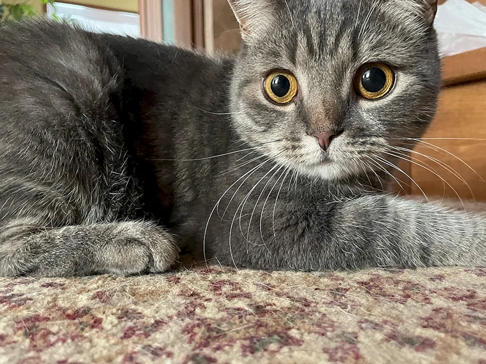 Chartreuse Katze gestreift