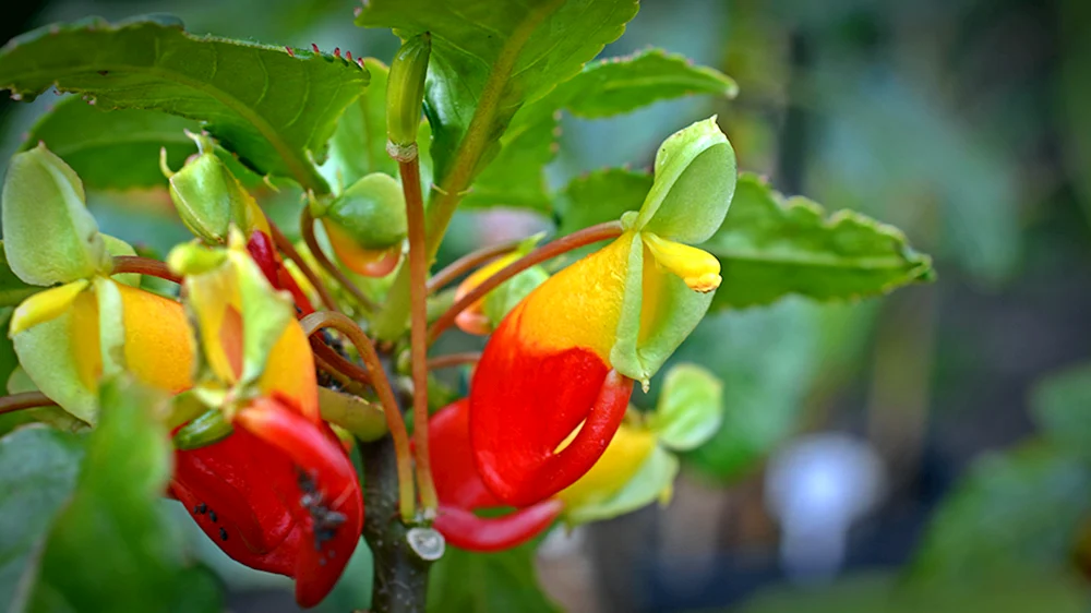 Impatiens niamniamensis