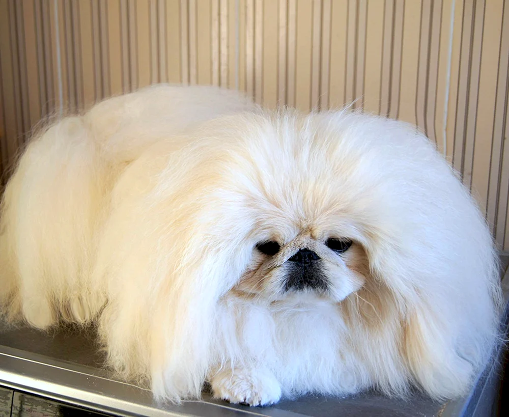 Imperial Pekingese