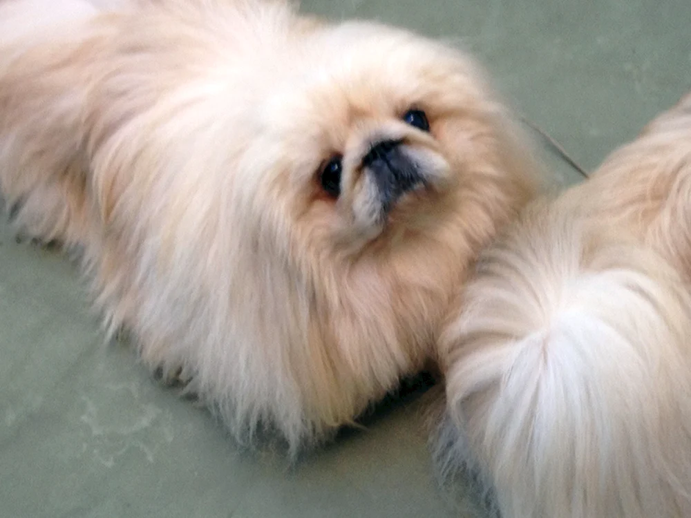 Imperial Pekingese weiß