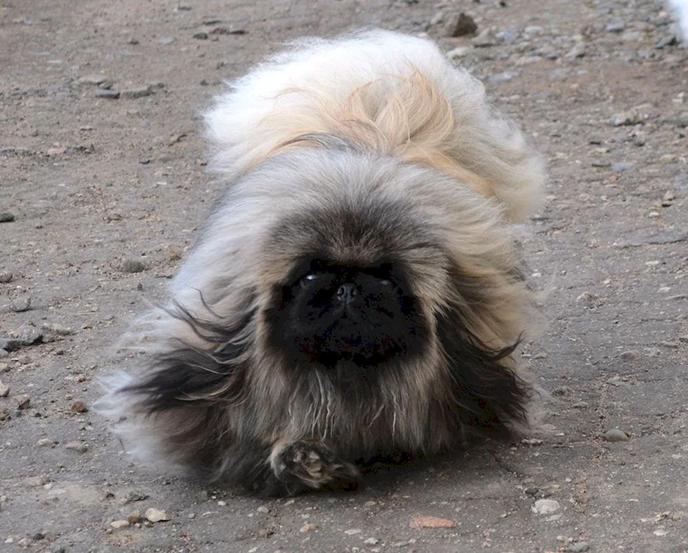 Kingese Pekingese weiß