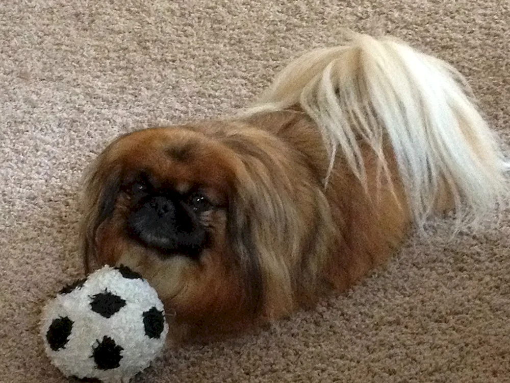Imperial Pekingese.