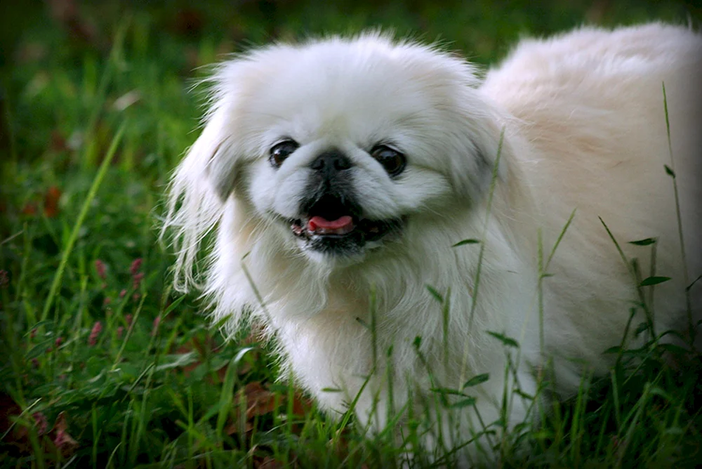 Imperial Pekingese weiß