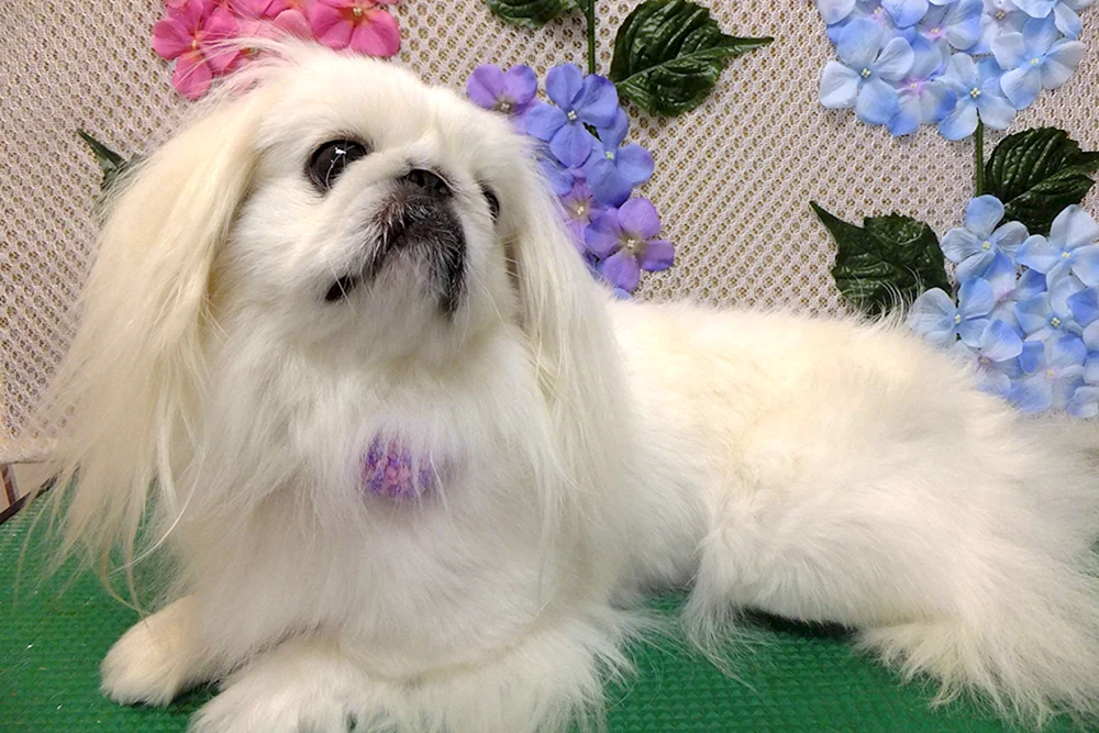 King's Pekingese weiß
