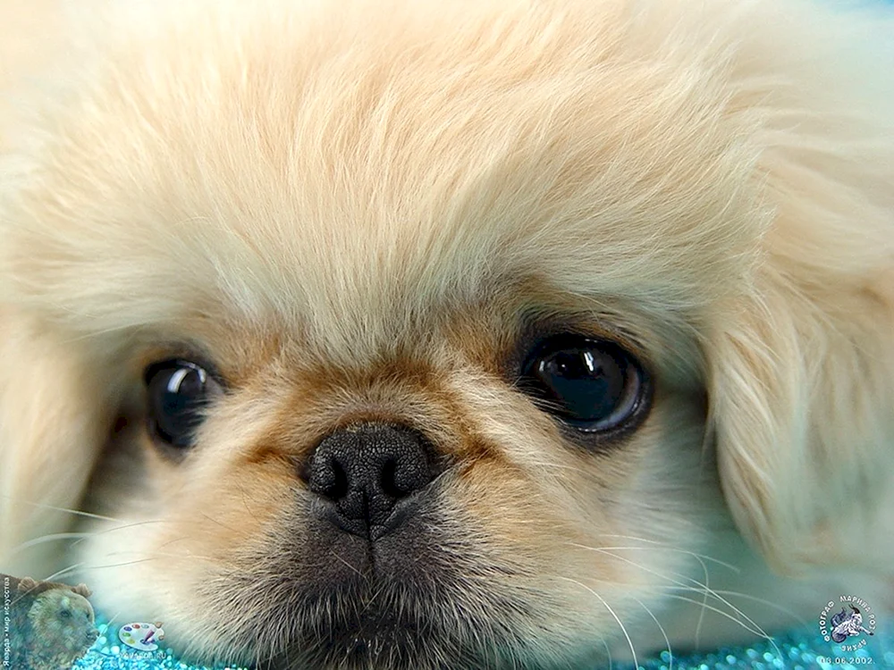 Pekingese