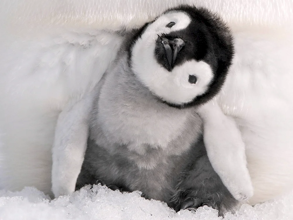 Kaiserpinguinjunge