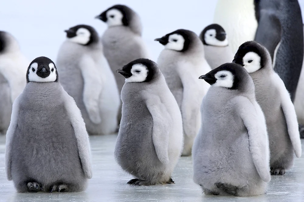 Kaiserpinguinjunge in der Antarktis