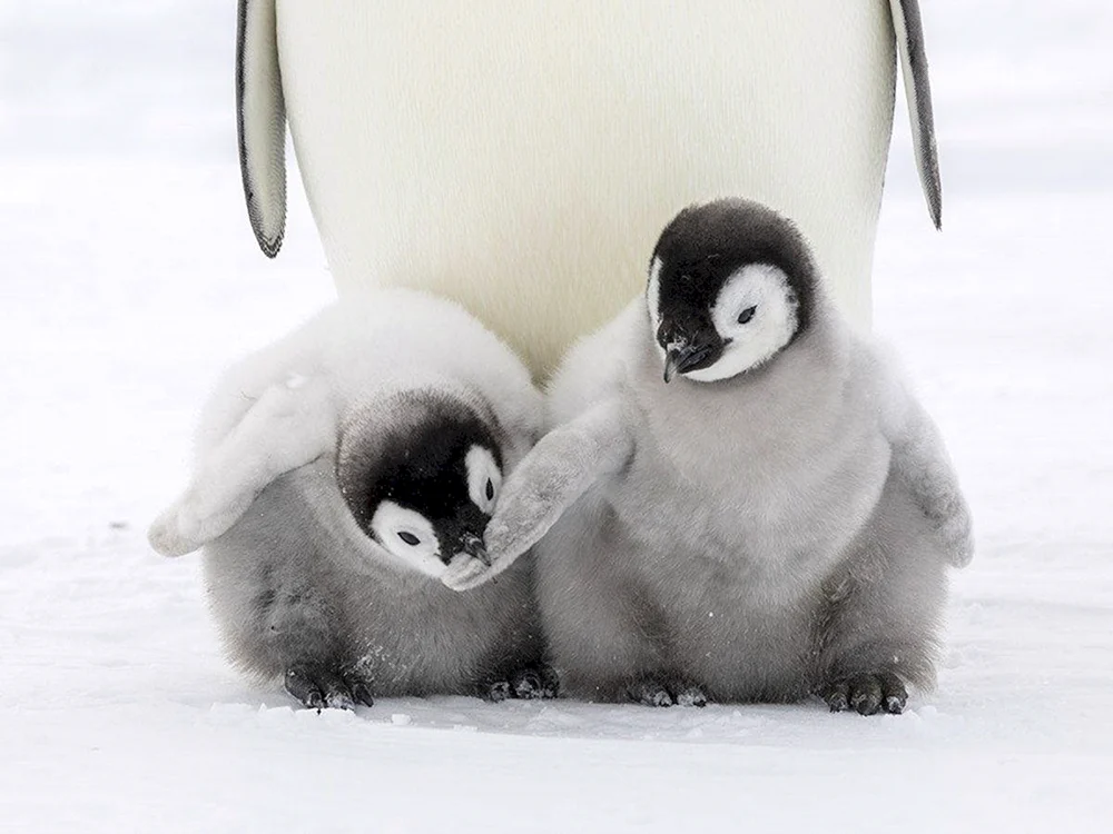 Kaiserpinguinjunge Baby-Pinguin