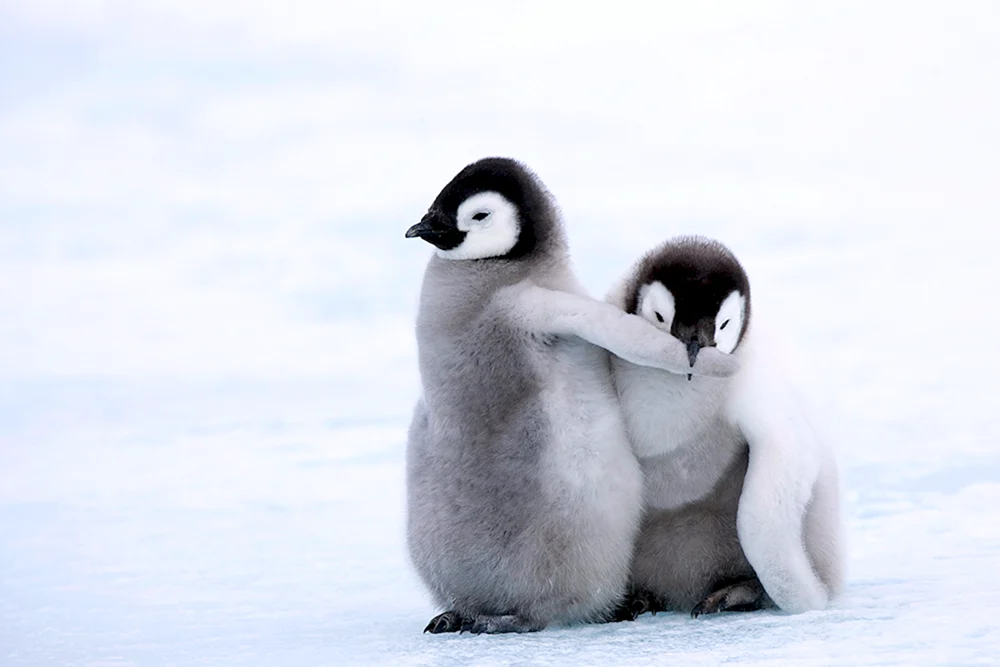 Kaiserpinguin in der Antarktis