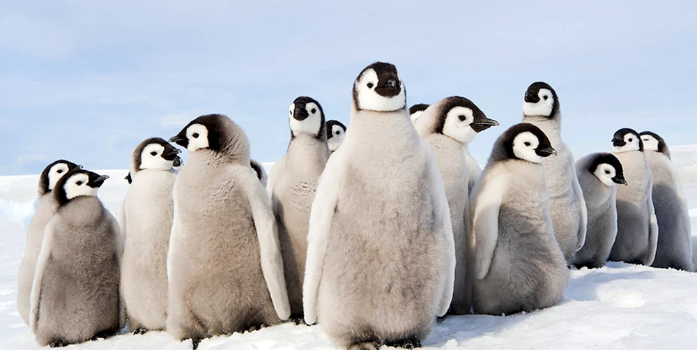 Zwergpinguin