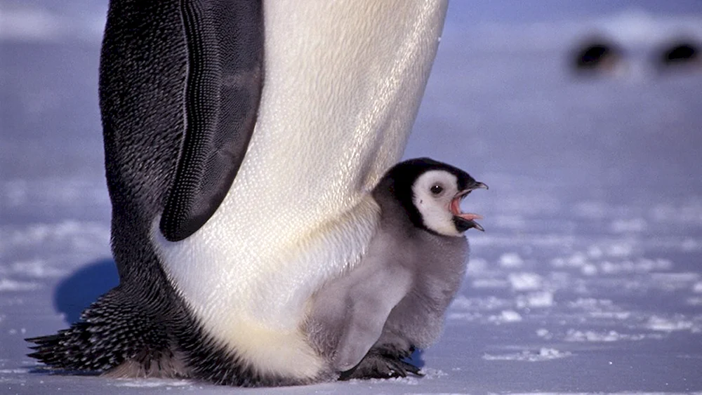 Kaiserpinguin klein