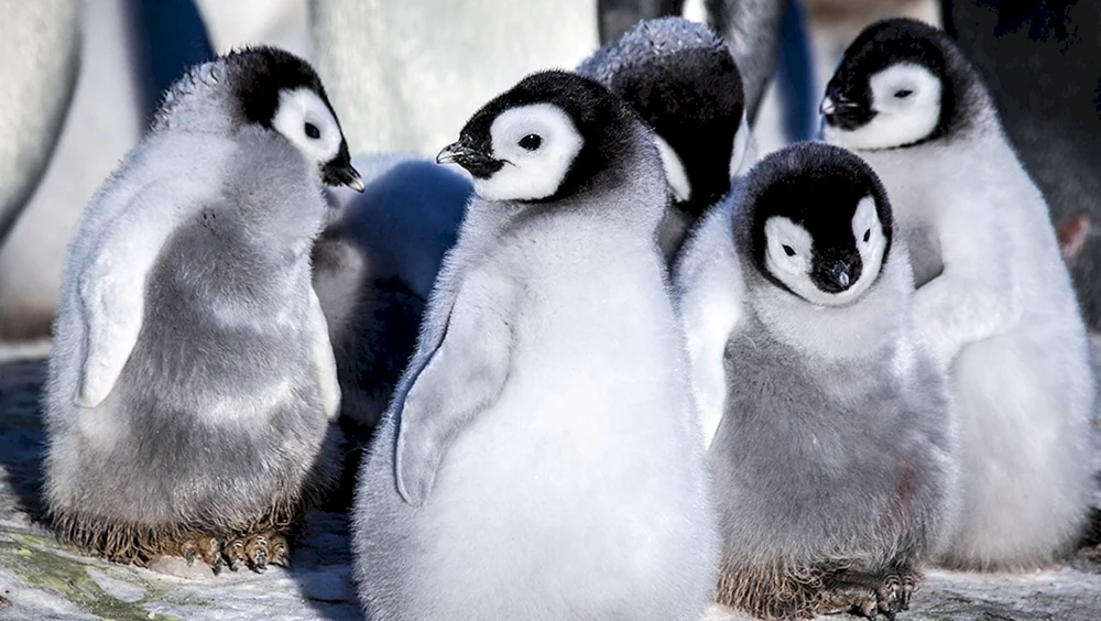 Kaiserpinguinbaby