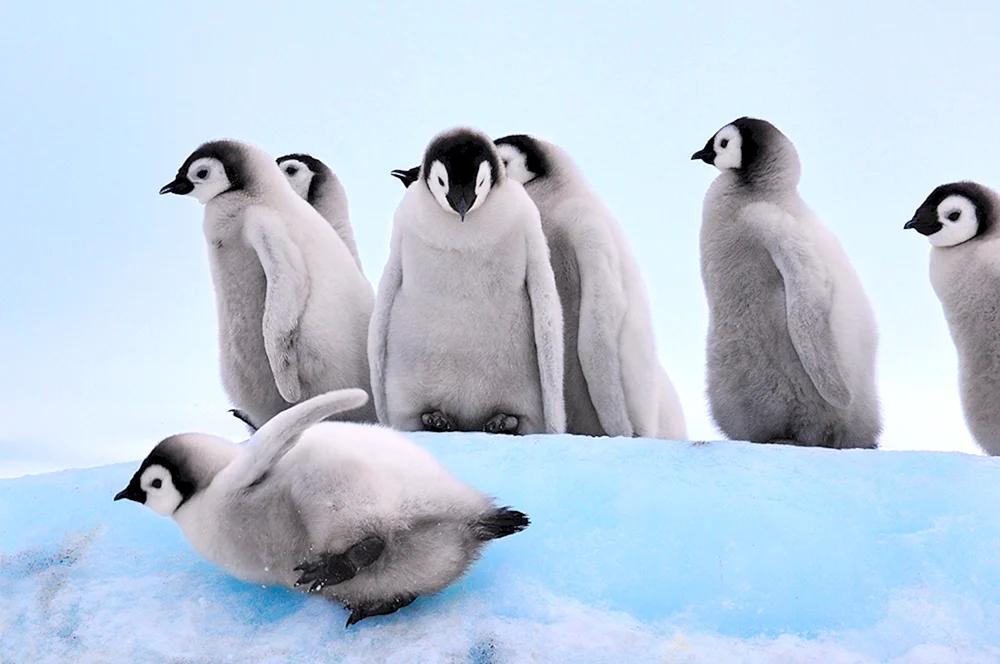Kaiserpinguin Babyküken