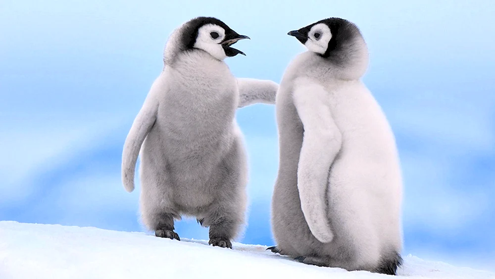 Pinguine in der Antarktis