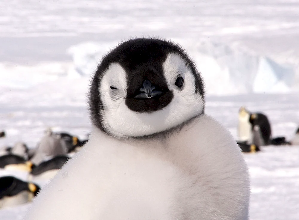 Kleiner Pinguin