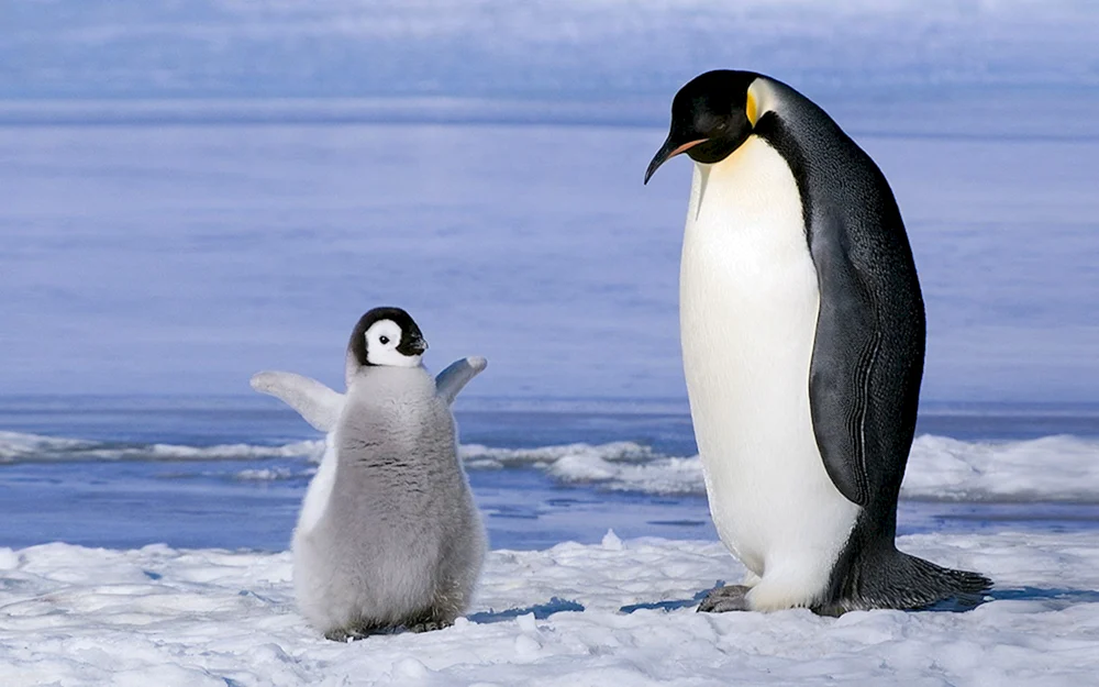 Kaiserpinguin in der Antarktis