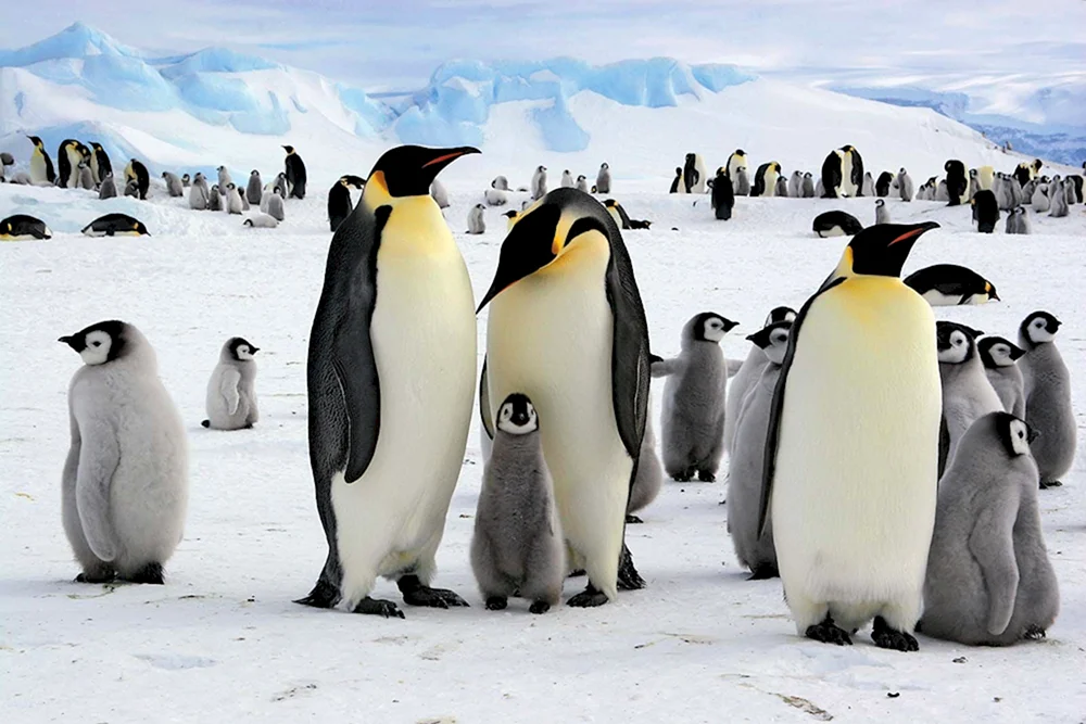 Nordpolarmeerpinguine