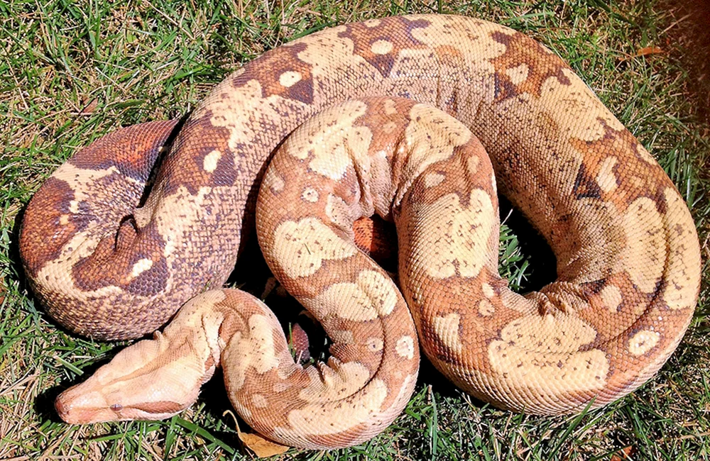 Sobago boa constrictor