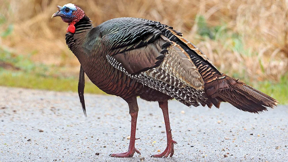 Türkenmöwe Meleagris gallopavo
