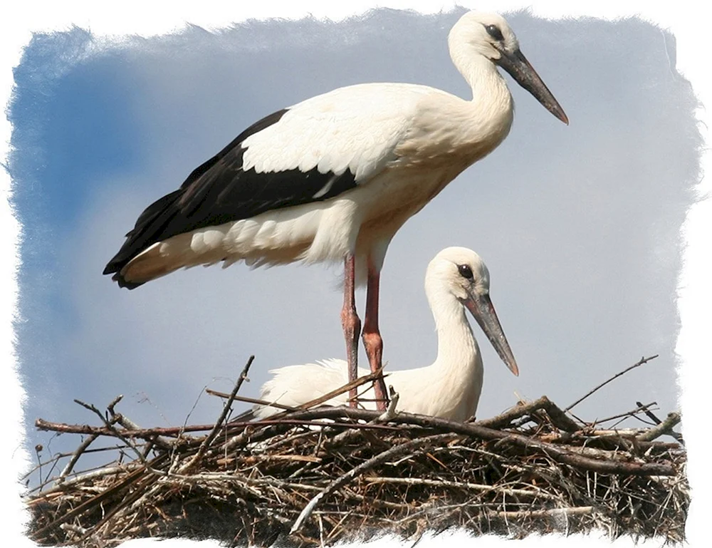Weißstorch Ciconia