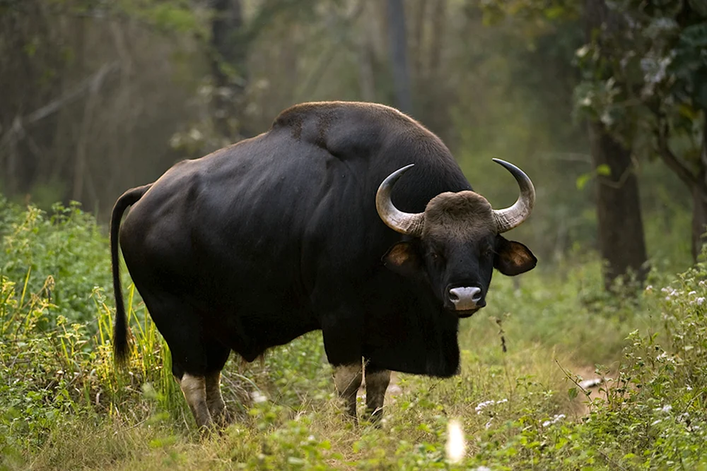 Watussi wilder Stier Stier