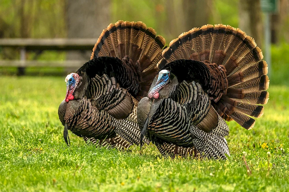 Gans